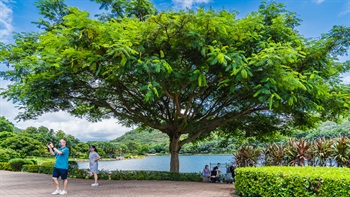 Spreading tree crowns on trees situated along the lake provides ample shaded spaces.